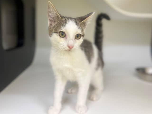 Athena - Domestic Shorthair cat available for adoption at Blacktown Animal Rehoming Centre in Blacktown