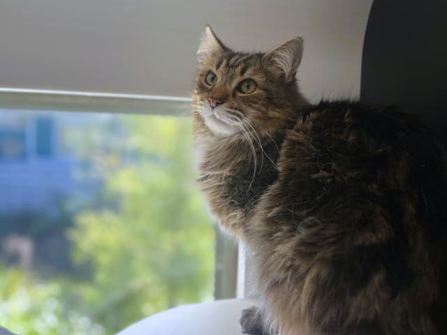 Pussy - Domestic cat available for adoption at Blacktown Animal Rehoming Centre in Sydney