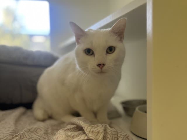Geralt - Domestic cat available for adoption at Blacktown Animal Rehoming Centre in Sydney