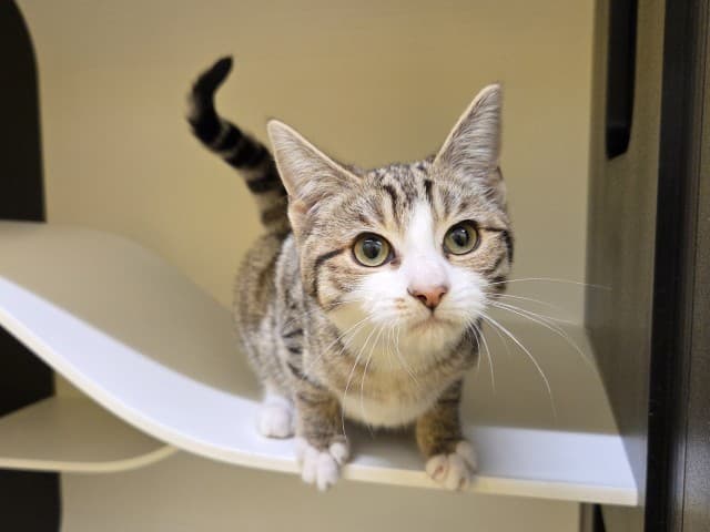 Scoop - Domestic cat available for adoption at Blacktown Animal Rehoming Centre in Sydney