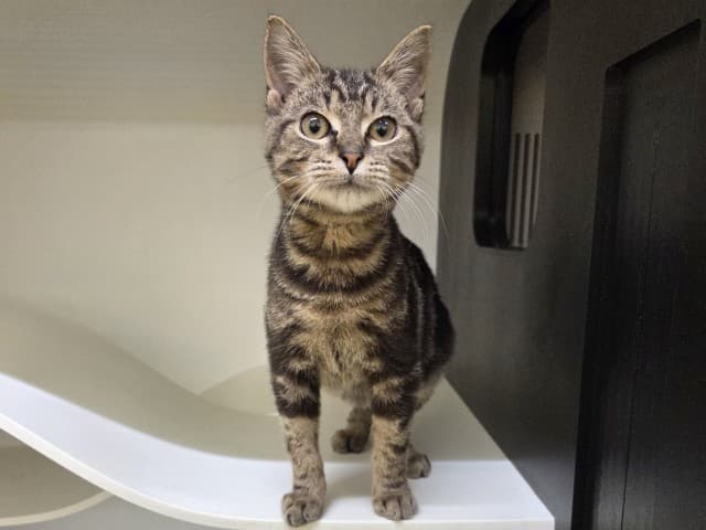 Damon - Domestic cat available for adoption at Blacktown Animal Rehoming Centre in Sydney