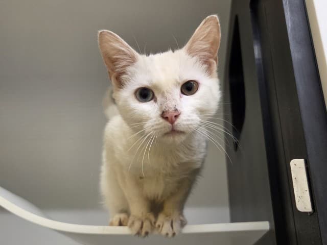 Elena - Domestic cat available for adoption at Blacktown Animal Rehoming Centre in Sydney