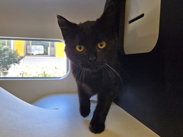 Brownie - Domestic cat available for adoption at Blacktown Animal Rehoming Centre in Sydney