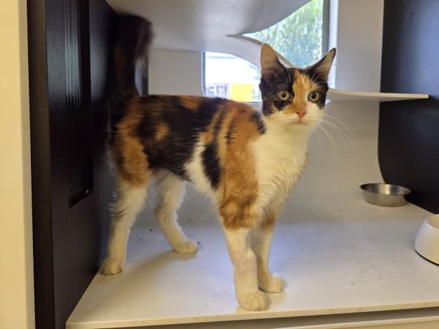 Helen - Domestic cat available for adoption at Blacktown Animal Rehoming Centre in Sydney
