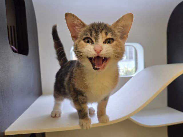 Stacy - Domestic cat available for adoption at Blacktown Animal Rehoming Centre in Sydney
