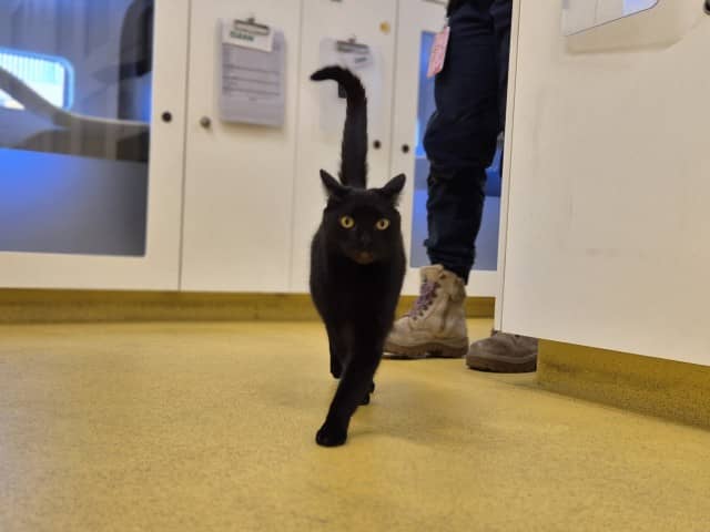 Micah - Domestic Shorthair cat available for adoption at Blacktown Animal Rehoming Centre in Blacktown