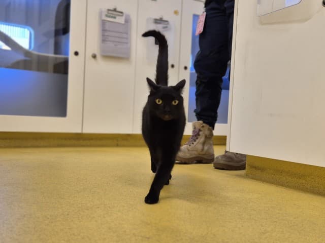 Micah - Domestic available for adoption in Blacktown