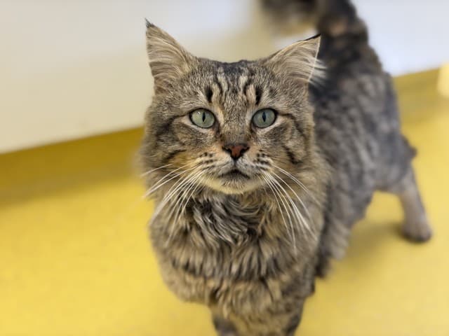 Cyrus - Domestic available for adoption in Blacktown