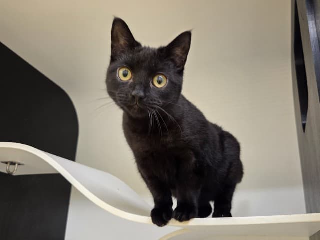 Owl - Domestic cat available for adoption at Blacktown Animal Rehoming Centre in Sydney