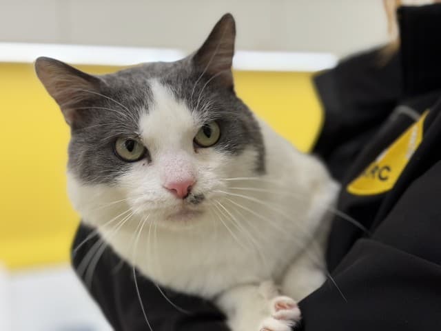 Frank - Domestic cat available for adoption at Blacktown Animal Rehoming Centre in Sydney