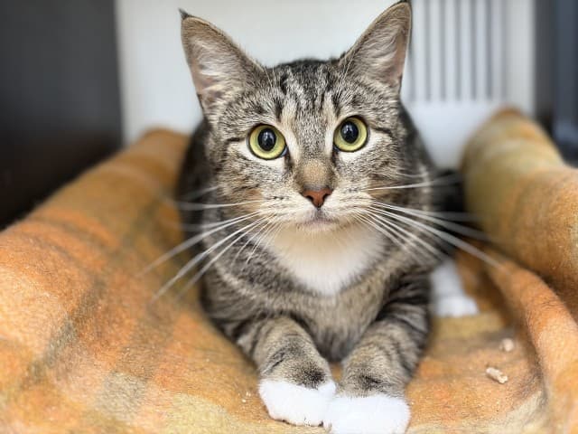 Sarah - Domestic available for adoption in Blacktown