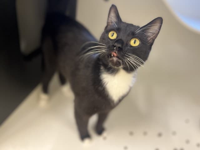 Hei - Domestic available for adoption in Blacktown