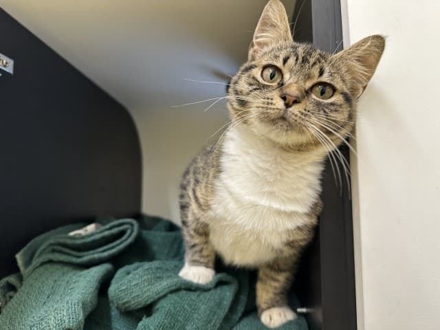 Loris - Domestic cat available for adoption at Blacktown Animal Rehoming Centre in Sydney