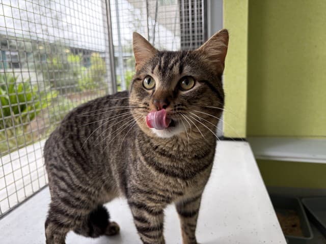 Whole - Domestic available for adoption in Blacktown