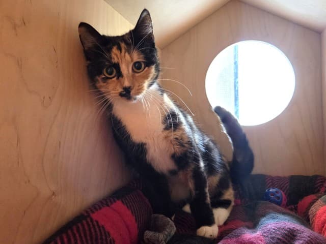 Adelaide - Domestic cat available for adoption at Blacktown Animal Rehoming Centre in Sydney