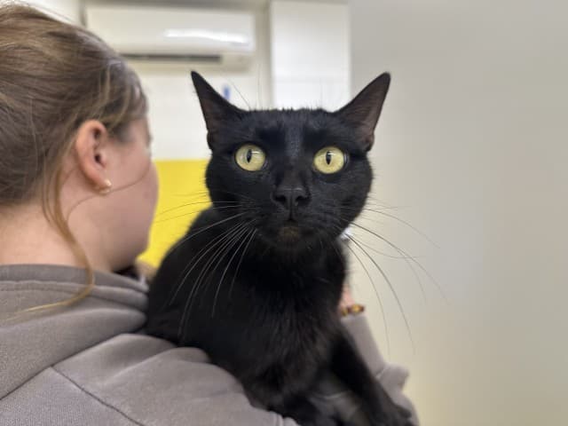 Spork - Domestic cat available for adoption at Blacktown Animal Rehoming Centre in Sydney