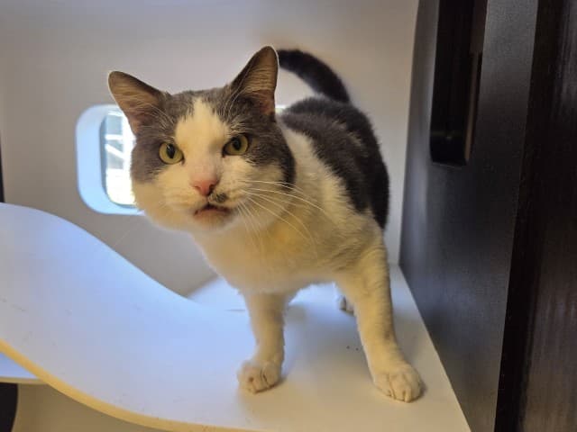 Frank - Domestic available for adoption in Blacktown