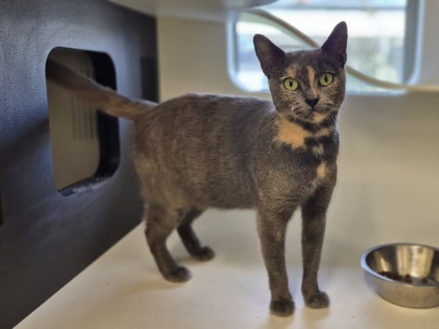Peggy - Domestic cat available for adoption at Blacktown Animal Rehoming Centre in Sydney