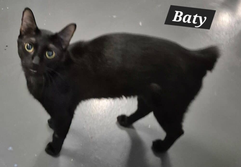 Baty - Manx X cat available for adoption at Young Animal Protection Society in Cairns
