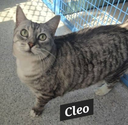 Cleo - Domestic Shorthair cat available for adoption at Young Animal Protection Society in Cairns