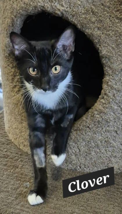 Clover - Domestic Shorthair cat available for adoption at Young Animal Protection Society in Cairns