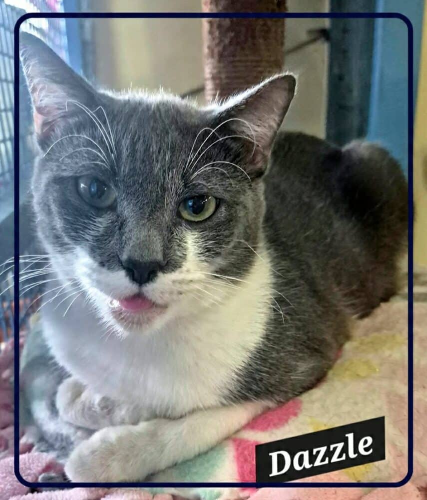 Dazzle - Domestic Shorthair cat available for adoption at Young Animal Protection Society in Cairns