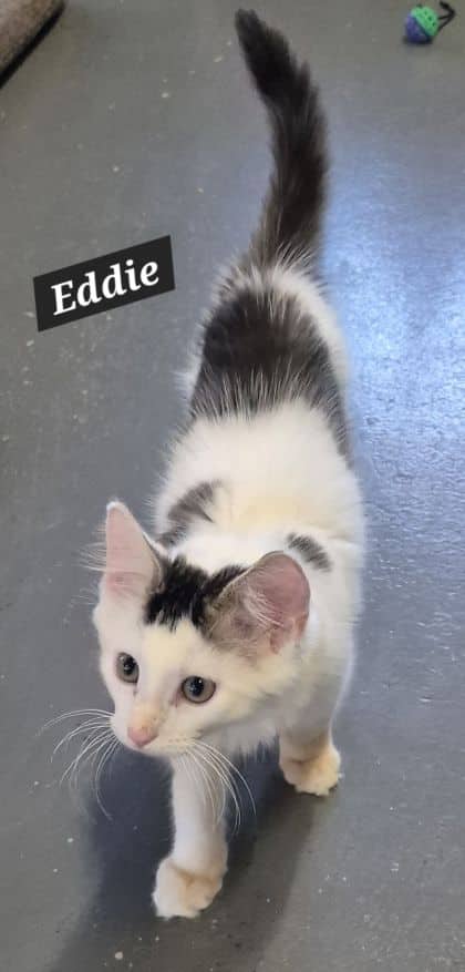 Eddie - Domestic Medium Hair cat available for adoption at Young Animal Protection Society in Cairns