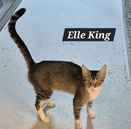 Elle King - Domestic Shorthair cat available for adoption at Young Animal Protection Society in Cairns
