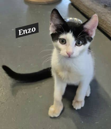 Enzo - Domestic Shorthair cat available for adoption at Young Animal Protection Society in Cairns