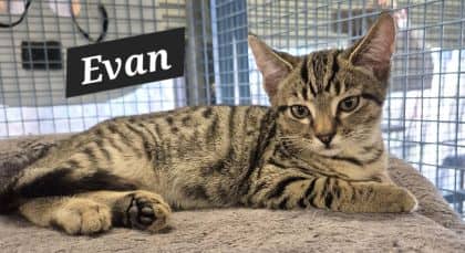 Evan - Domestic Shorthair cat available for adoption at Young Animal Protection Society in Cairns