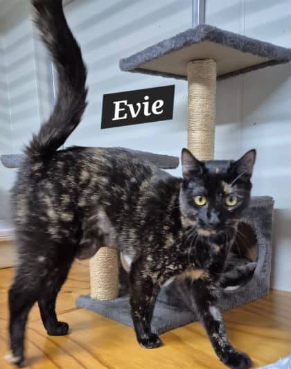 Evie - Domestic Shorthair cat available for adoption at Young Animal Protection Society in Cairns