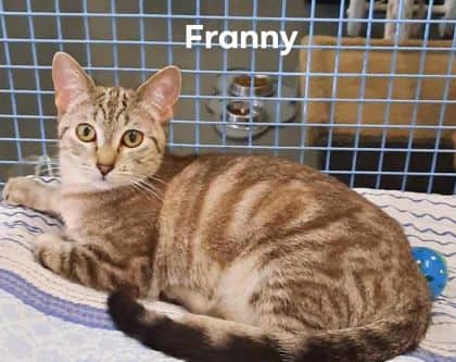 Franny - Domestic Shorthair cat available for adoption at Young Animal Protection Society in Cairns