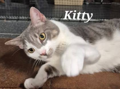 Kitty - Domestic Shorthair cat available for adoption at Young Animal Protection Society in Cairns