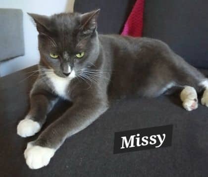 Missy - Domestic Shorthair cat available for adoption at Young Animal Protection Society in Cairns