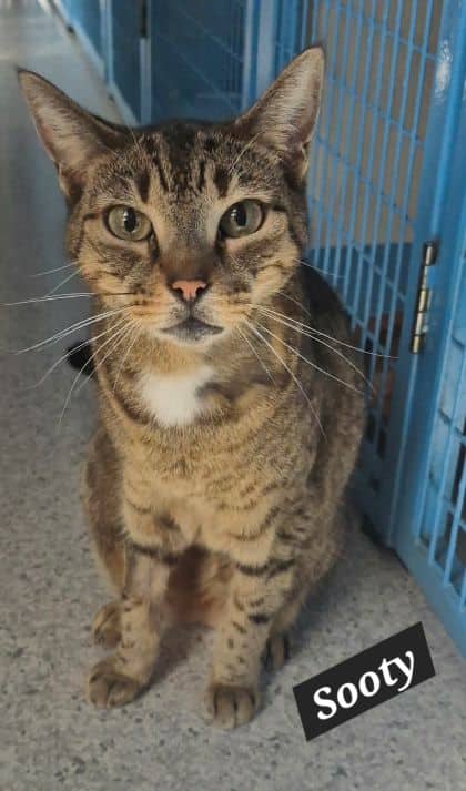 Sooty - Domestic Shorthair cat available for adoption at Young Animal Protection Society in Cairns
