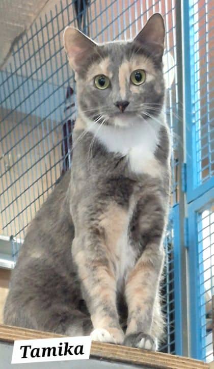 Tamika - Domestic Shorthair cat available for adoption at Young Animal Protection Society in Cairns